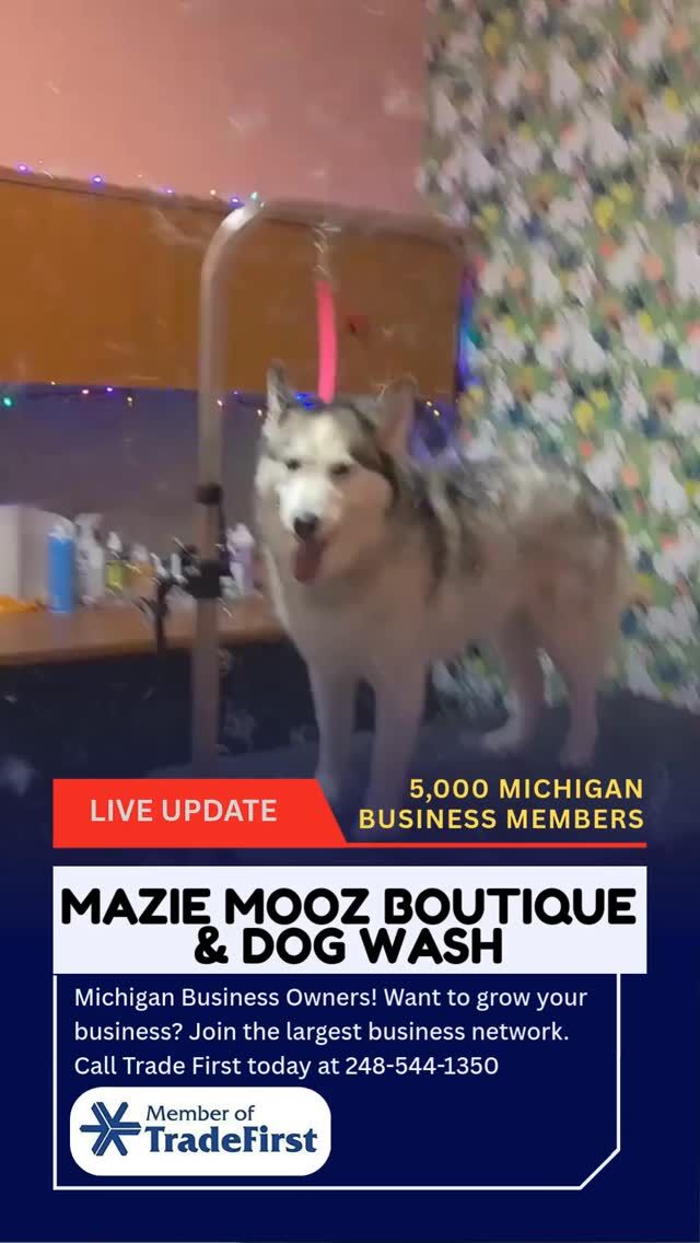 Best Detroit Groomer 👉Mazie Mooz Boutique & Dog Wash 112 E Main Street, Brighton (810) 291-0004